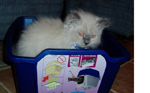Foster