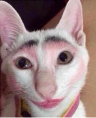 Jester